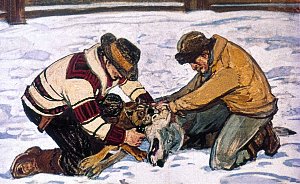 Он старался изо всех сил, слышно было, как сталь скрипит о стиснутые зубы Чероки. Они с погонщиком стояли на коленях, нагнувшись над собаками. Иллюстрация к повести Джека Лондона «Белый Клык». Художник Г. Никольский