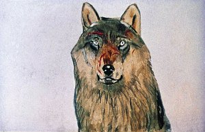 Скотт, гладивший Белого Клыка, вдруг нагнулся и показал на свежие порезы на его морде и глубокую рану между глазами. Иллюстрация к повести Джека Лондона «Белый Клык». Художник Г. Никольский