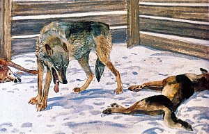 А в третий раз ему пришлось драться с двумя собаками сразу. Из всех его драк это была самая отчаянная, и хотя он уложил обоих своих противников, но к концу побоища и сам еле дышал. Иллюстрация к повести Джека Лондона «Белый Клык». Художник Г. Никольский