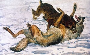 Чероки опрокинул его на спину и, всё ещё не разжимая челюстей, ухитрился встать над ним... Иллюстрация к повести Джека Лондона «Белый Клык». Художник Г. Никольский