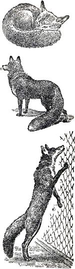Лисята. Иллюстрация к книге Б. Житкова «Что я видел». Художник Е. Сафонова, 1939