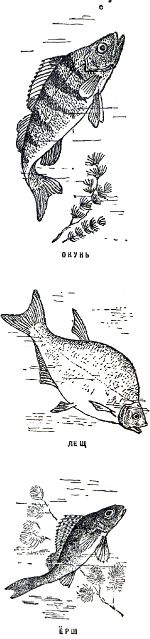 Окунь, лещ, ёрш. Иллюстрация к книге Б. Житкова «Что я видел». Художник Е. Сафонова, 1939