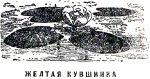 Жёлтая кувшинка. Иллюстрация к книге Б. Житкова «Что я видел». Художник Е. Сафонова, 1939