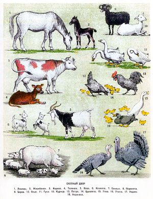 Скотный двор. 1. Лошадь. 2. Жеребенок. 3. Корова. 4. Теленок. 5. Коза. 6. Козлята. 7. Свинья. 8. Поросята. 9. Баран. 10. Овца. 11. Гуси. 12. Курица. 13. Петух. 14. Цыплята. 15. Утка. 18. Утята. 17. Индюк. 18. Индюшка. Автолитография к книге Б. Житкова «Что я видел». Художник Е. Сафонова, 1939