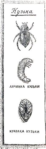 Кузька. Личинка кузьки. Куколка кузьки. Иллюстрация к книге Б. Житкова «Что я видел». Художник Е. Сафонова, 1939