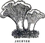 Лисички. Иллюстрация к книге Б. Житкова «Что я видел». Художник Е. Сафонова, 1939