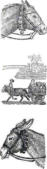 Как я катался на маленькой лошадке. Иллюстрация к книге Б. Житкова «Что я видел». Художник Е. Сафонова, 1939