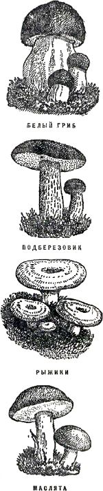 Белый гриб, подберёзовик, рыжики, маслята. Иллюстрация к книге Б. Житкова «Что я видел». Художник Е. Сафонова, 1939