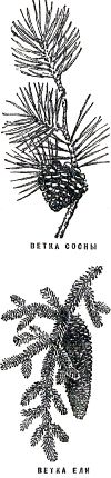 Ветка сосны, ветка ели. Иллюстрация к книге Б. Житкова «Что я видел». Художник Е. Сафонова, 1939