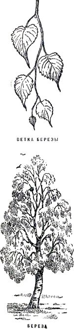 Ветка берёзы, берёза. Иллюстрация к книге Б. Житкова «Что я видел». Художник Е. Сафонова, 1939