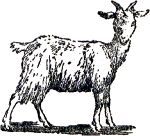Козочка. Иллюстрация к книге Б. Житкова «Что я видел». Художник Е. Сафонова, 1939
