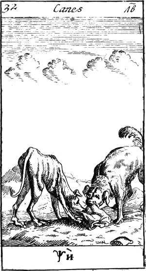 Псы. Эзоповы притчи. Москва, 1712. Гравюра.