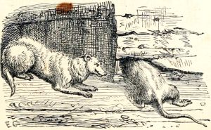 Иллюстрация Эрнста Гризета (1869) к басне Эзопа «МЫШИ И ЛАСКИ»
