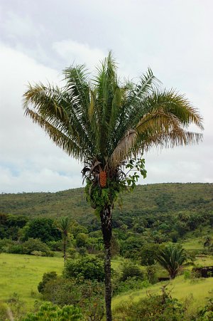 Пальма Attalea (Атталея)