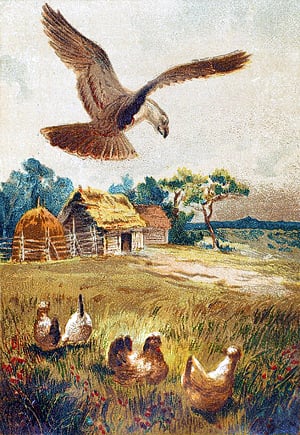 Иллюстрация к басне Крылова «Орёл и Куры». Художник И. С. Панов, 1883