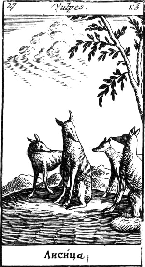 Бесхвостая лисица. Эзоповы притчи. Москва, 1712. Гравюра.