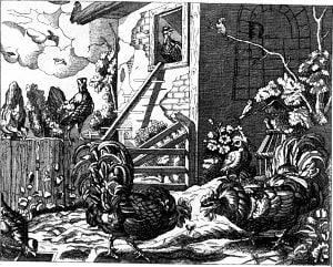Куропатка и петухи. Отборнейшие эзоповы басни. Москва. 1821.