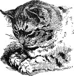 Кот-Васька. Иллюстрация к очерку Д. Н. Мамина-Сибиряка «Неудача». Издание 1902 г.