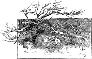 Заставка к рассказу Д. Н. Мамина-Сибиряка «Он». Издание 1902 г.