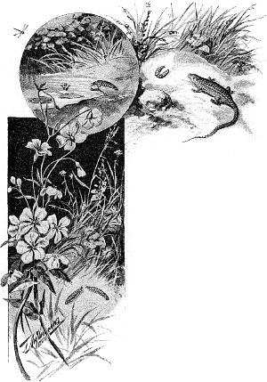 Третья ночь. Иллюстрация к книге Д. Н. Мамина-Сибиряка «Светлячки». Художники В. И. Андреев, П. Е. Литвиненко и др., 1909 г.