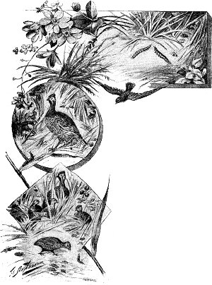 Четвертая ночь. Иллюстрация к книге Д. Н. Мамина-Сибиряка «Светлячки». Художники В. И. Андреев, П. Е. Литвиненко и др., 1909 г.