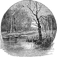 Концовка к книге Д. Н. Мамина-Сибиряка «Светлячки». Издание 1899 г.