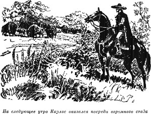 На следующее утро Карлос оказался посреди огромного стада... Иллюстрация к роману Майна Рида «Белый вождь». Издание 1956 г.