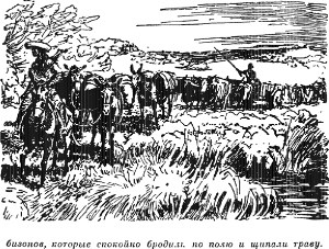 ...бизонов, которые спокойно бродили по полю и щипали траву. Иллюстрация к роману Майна Рида «Белый вождь». Издание 1956 г.