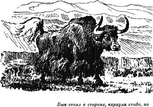 Бык стоял в стороне, карауля стадо, но... Иллюстрация к роману Майна Рида «Охотники за растениями». Издание 1957 г.