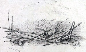 Рисунок представляет плохо загороженное поле. Вот свиньи и забрались в хлеб; они затоптали и изрыли с таким трудом обработанное поле. Пусть же хозяин поля сам на себя и пеняет! Иллюстрация к пословице «На Бога надейся, а сам не плошай». Художник Виктор Михайлович Васнецов, 1866-68