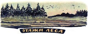 Этажи леса. Иллюстрация к рассказу М. Пришвина. Художник Е. Рачёв, 1983