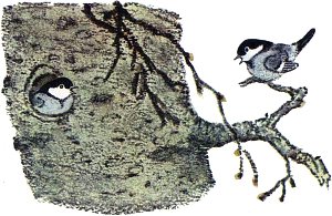 Показалась головка с чёрной полоской на щеке... Иллюстрация к рассказу М. Пришвина «Гаички». Художник Е. Рачёв, 1983