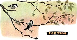 Гаички. Иллюстрация к рассказу М. Пришвина. Художник Е. Рачёв, 1983