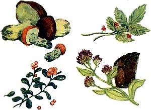 Ещё я высыпал на стол много белых грибов, и красных, и чёрных. Ещё у меня была в кармане кровавая ягода костяника, и голубая черника, и красная брусника... Иллюстрация к рассказу М. Пришвина «Лисичкин хлеб». Художник Д. Хайкин, 1956