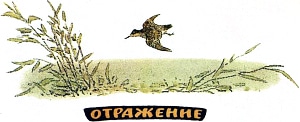 Вода сегодня такая тихая, что летящий кулик и его отражение в воде были совершенно одинаковы... Иллюстрация к рассказу М. Пришвина «Отражение». Художник Е. Рачёв, 1983