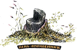 Гуляя сегодня с Зиночкой по лесу, мы набрели на старый пень, весь покрытый, как швейцарский сыр, дырочками... Иллюстрация к рассказу М. Пришвина «Пень-муравейник». Художник Е. Рачёв, 1983
