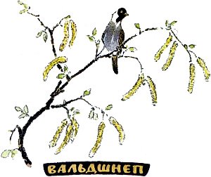 Вальдшнеп. Иллюстрация к рассказу М. Пришвина. Художник Е. Рачёв, 1983