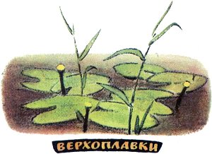 Верхоплавки. Иллюстрация к рассказу М. Пришвина. Художник Е. Рачёв, 1983