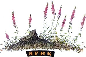 На вырубке вокруг старых чёрных пней было множество высоких, ёлочкой, красных цветов... Иллюстрация к рассказу М. Пришвина «Ярик». Художник Е. Рачёв, 1983