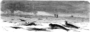 Нередко встречались также морские коровы, морские собаки — животные, известные под общим наименованием тюленей. Иллюстрация к роману Жюля Верна «Путешествие и приключения капитана Гаттераса». Художник Эдуар Риу, 1867 г.