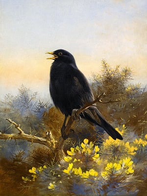 Чёрный дрозд. Художник Торберн Арчибальд, 1920