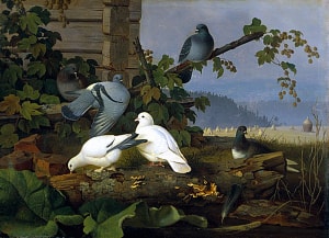 Голуби. Художник Фердинанд фон Райт (1822-1906)
