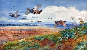 Куропатки. Художник Торберн Арчибальд (1860-1935)