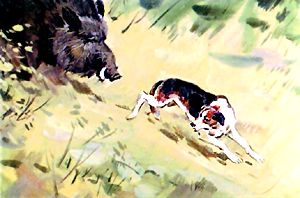 Кабан и гончая. Иллюстрация Б. Игнатьева к рассказу Л. Н. Толстого «Булька и кабан»