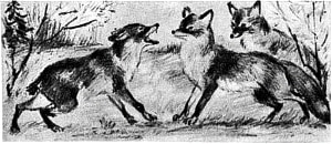 Иллюстрация К. Рудакова к басне Л. Толстого «Лисица» (1937 г.)