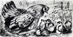 Иллюстрация К. Рудакова к басне Толстого «Наседка и цыплята» (1937)