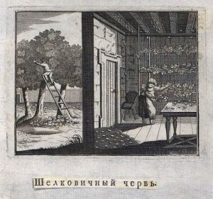 Шелковичный червь. Неизвестный гравер, 1784-1809 гг.