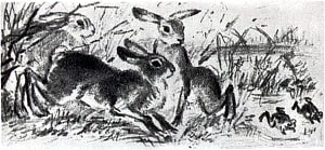 Иллюстрация К. Рудакова к басне Толстого «Зайцы и лягушки» (1937 г.)