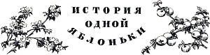 Заставка к рассказу К. Д. Ушинского «История одной яблоньки». Художник Н. Петрова, 1961