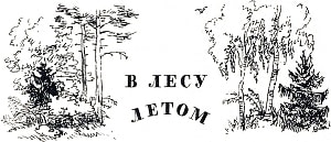 Иллюстрация к рассказу К. Д. Ушинского «В лесу летом». Художник Н. Петрова, 1961
